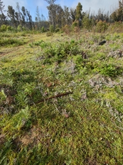 Commersonia prostrata