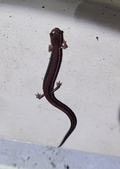 Plethodon serratus