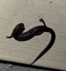 Plethodon serratus