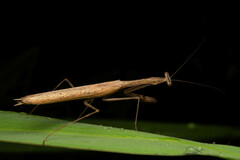 Statilia