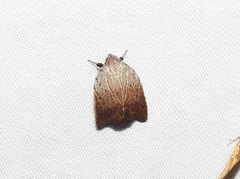 Tortricopsis pyroptis