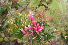 Bejaria