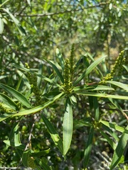 Sapium haematospermum