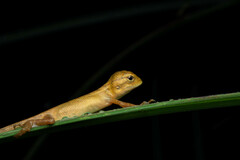 Calotes versicolor