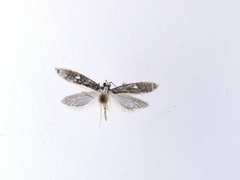 Monopis ethelella