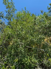 Sapium haematospermum