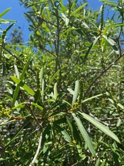 Sapium haematospermum
