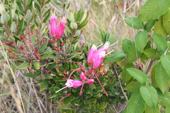 Bejaria