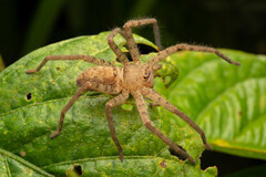 Heteropoda