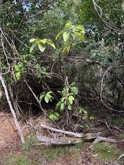 Alstonia balansae