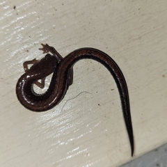 Plethodon serratus