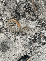 Scolopendra viridis
