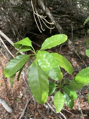 Alstonia balansae