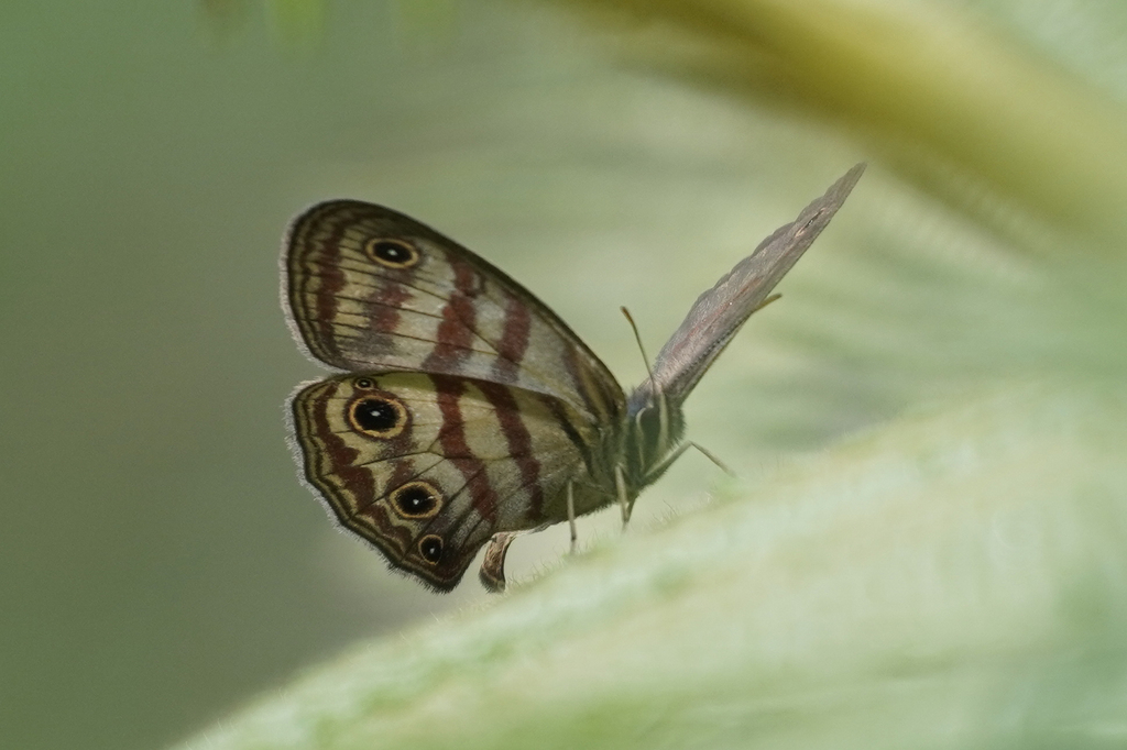 Euptychia granatina