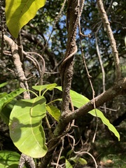 Alstonia balansae