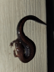 Plethodon serratus