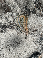 Scolopendra viridis