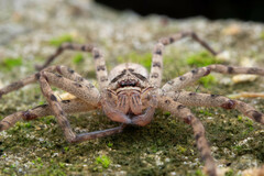Heteropoda