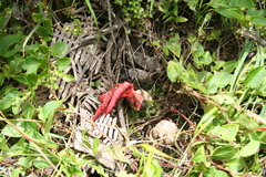 Clathrus archeri
