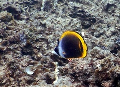 Chaetodon flavirostris