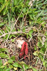 Clathrus archeri