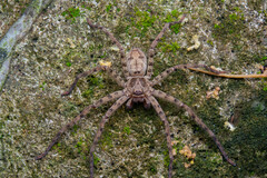 Heteropoda