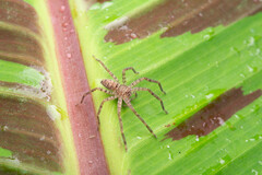 Heteropoda