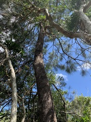 Casuarina