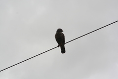 Rupornis magnirostris