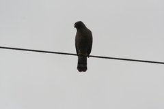 Rupornis magnirostris