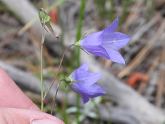 Campanula