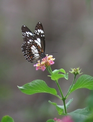 Danaus affinis
