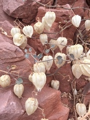 Physalis crassifolia