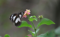 Danaus affinis