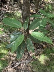 Bocquillonia sessiliflora