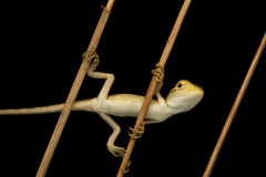 Calotes versicolor