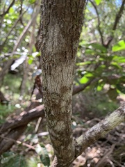 Bocquillonia sessiliflora