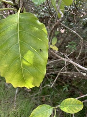 Alstonia balansae