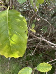 Alstonia balansae