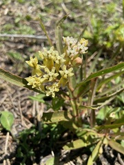 Asclepias mellodora