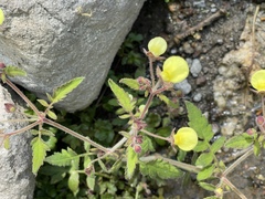 Calceolaria tripartita