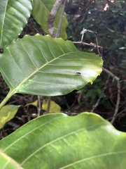 Alstonia balansae