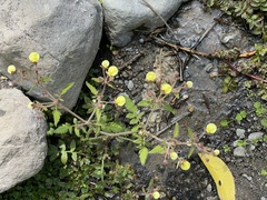 Calceolaria tripartita