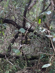 Gynochthodes myrtifolia