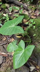 Xanthosoma