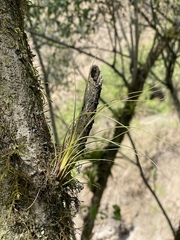 Tillandsia disticha