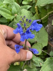Salvia scutellarioides