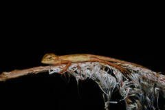Calotes versicolor