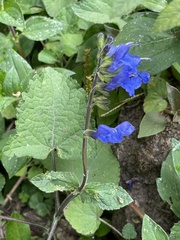 Salvia scutellarioides
