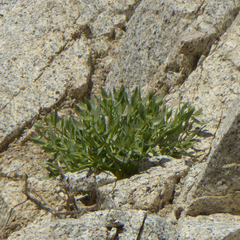 Petalonyx linearis